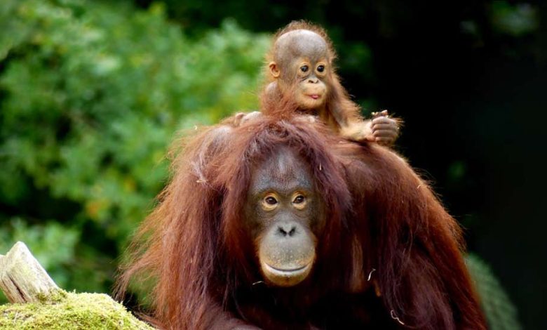 Zoological parks in India