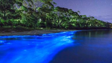 Bioluminescent Beaches in India