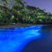 Bioluminescent Beaches in India