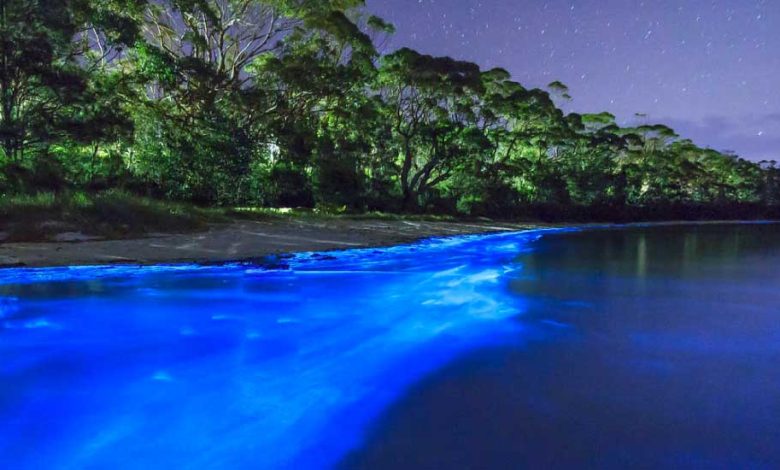 Bioluminescent Beaches in India