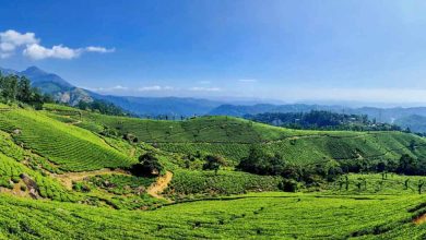 Tea gardens in India