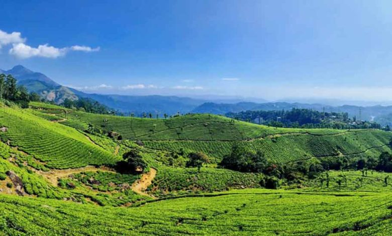 Tea gardens in India