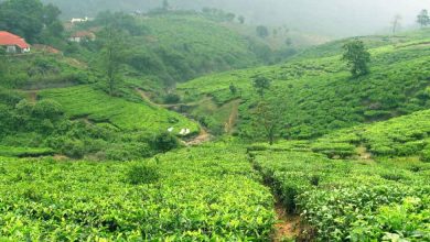 Visit one of the best places to see in Vagamon