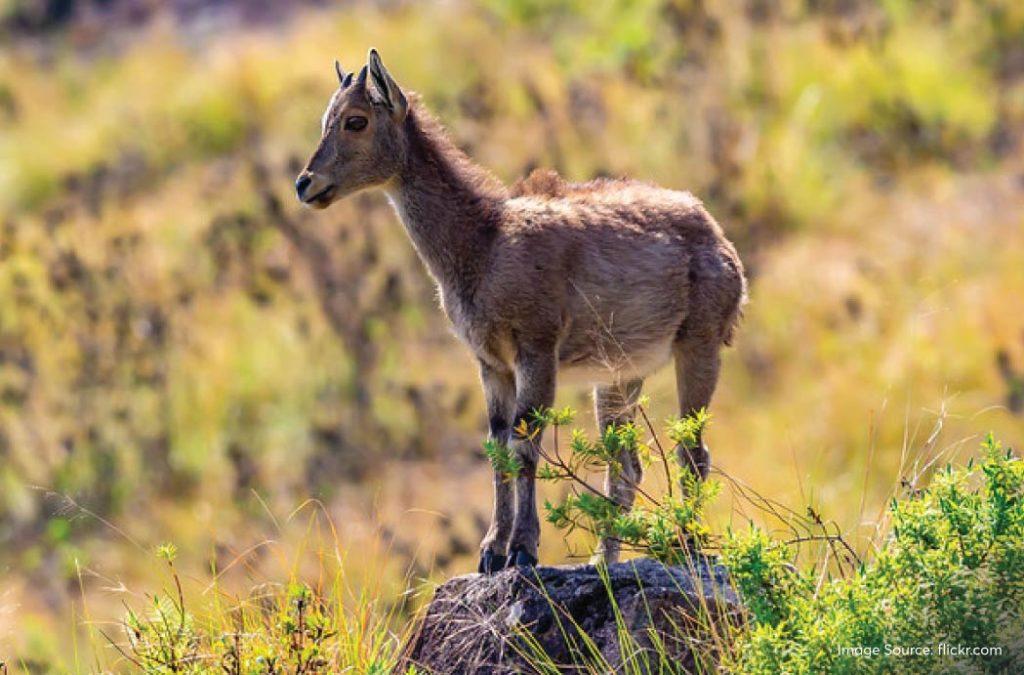 Eravikulam National Park houses some of the most interesting animal, plant, reptile, amphibian and bird species in the country. 