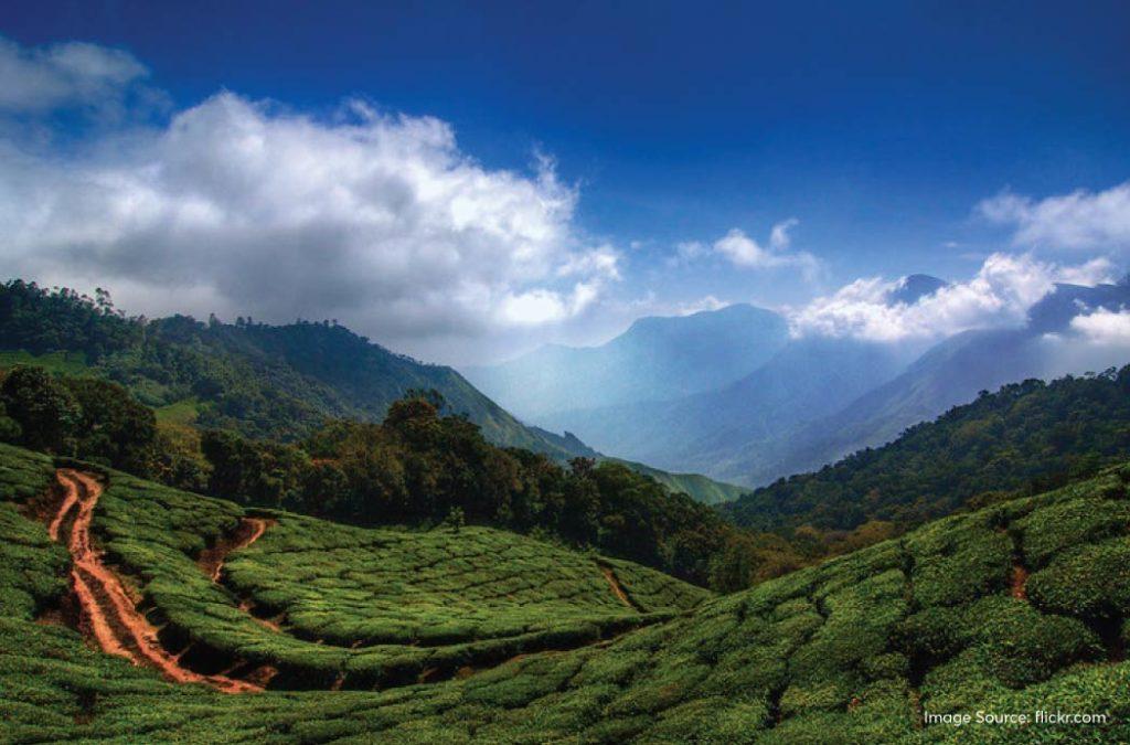 Munnar Tourist Places Traverse Through The Emerald Trails And Unlock munnar-tourist-places-traverse-through-the-emerald-trails-and-unlock