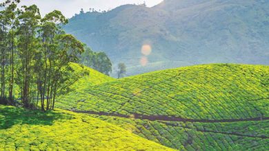 Munnar tourist places
