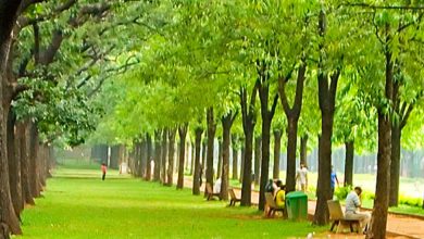 Cubbon Park