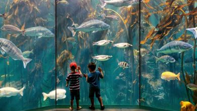 Check out the best aquariums in India for a fun time