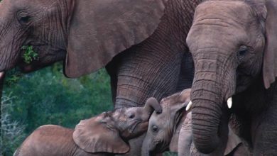Silent Valley National Park