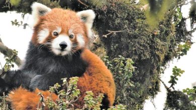 Singalila National Park