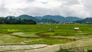 Ziro Valley