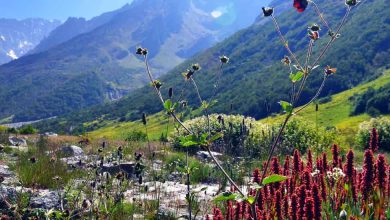 Valley of Flowers Trek