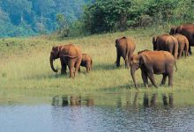 Periyar National Park