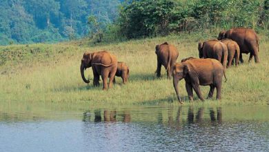 Periyar National Park