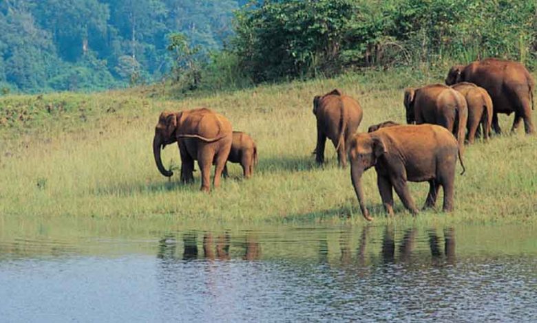 Periyar National Park