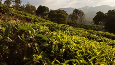 places to visit in Tamil Nadu