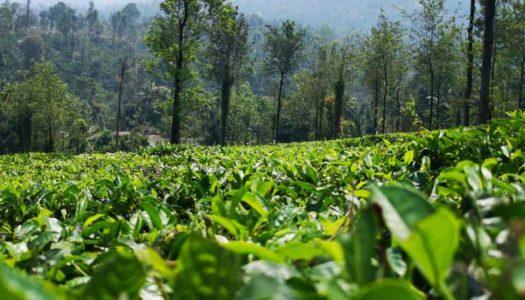 12 Things to Do in Wayanad: Places to Visit in the Green Paradise of Kerala