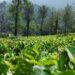 12 Things to Do in Wayanad: Places to Visit in the Green Paradise of Kerala