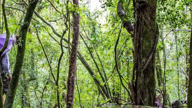 Check the best time to visit Meghalaya for a wonderful getaway