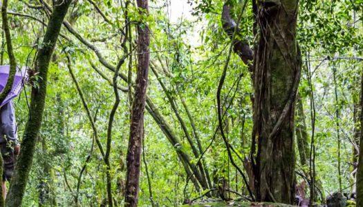 Best Time to Visit Meghalaya: Right to the Abode of Clouds