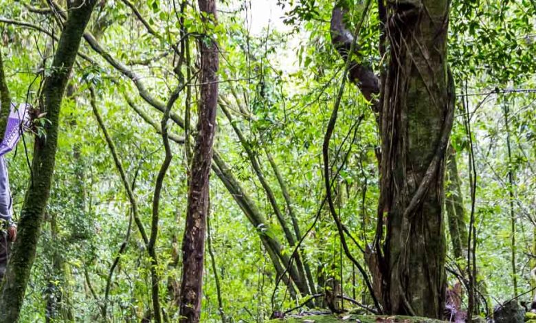 Check the best time to visit Meghalaya for a wonderful getaway