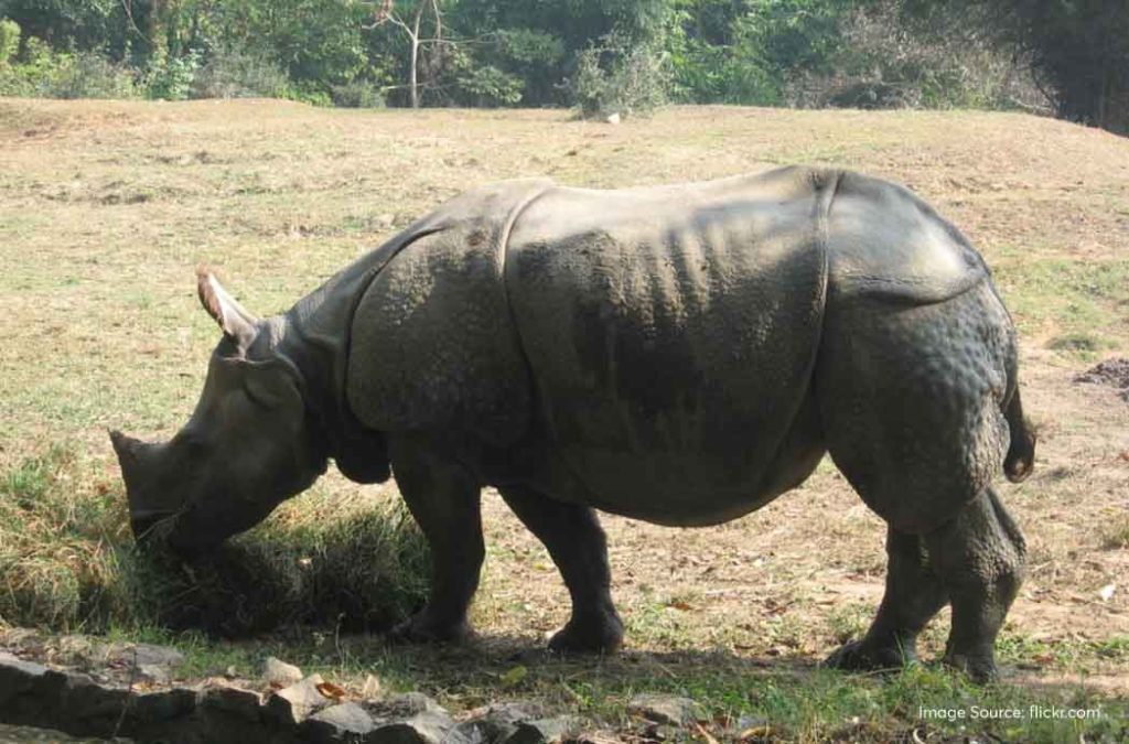 Visit Assam State Zoo and Botanical garden while exploring places near Kamakhya Temple.