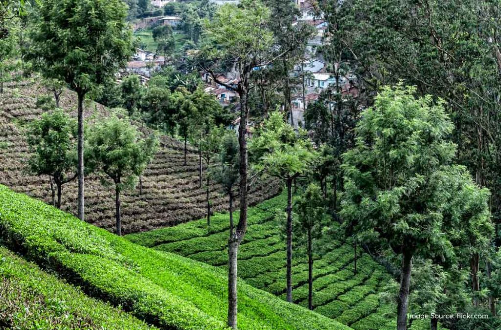 Walk through the tea plantations of Darjeeling