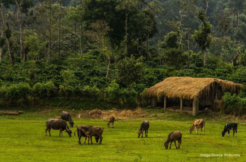 Check out the best places to visit in Madikeri for a fun time