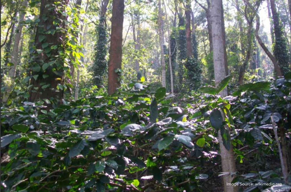 Do not miss visiting coffee plantations