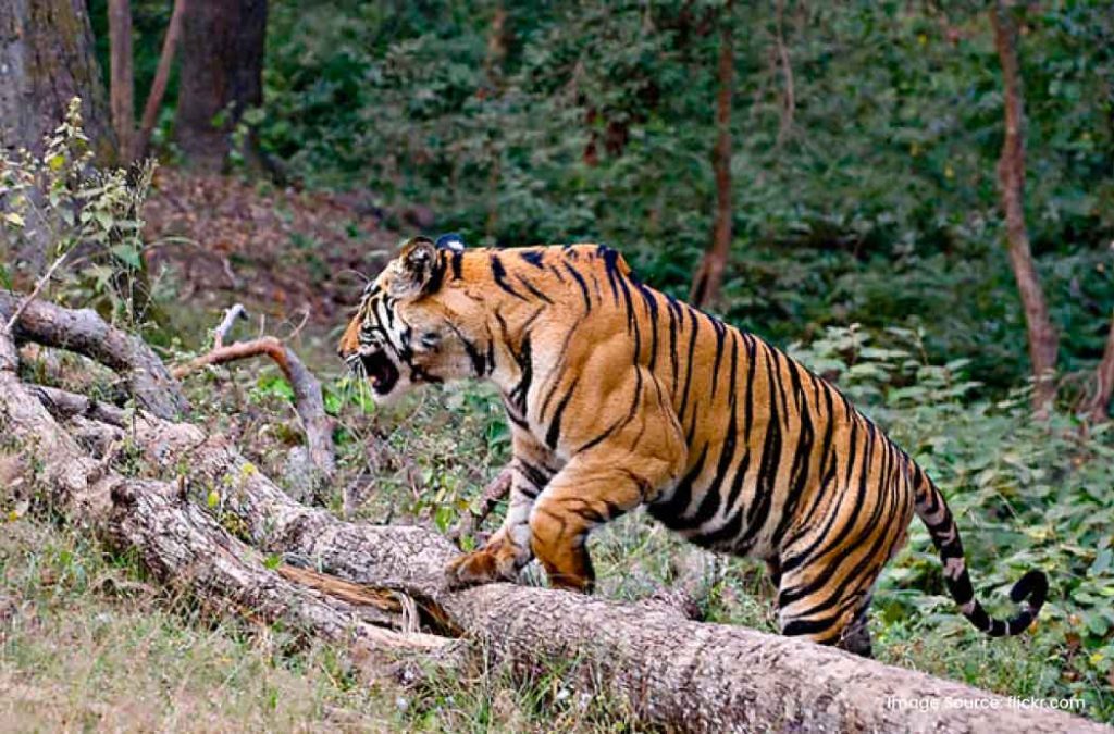 Dandeli Wildlife Sanctuary is one of the places to visit in Dandeli.