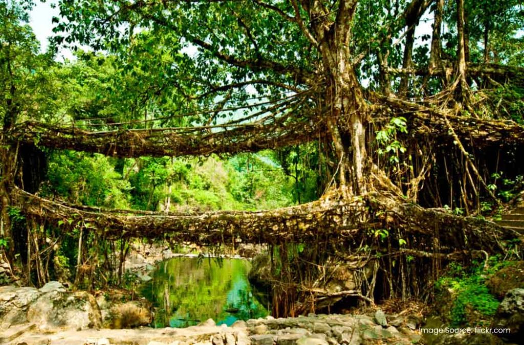 Double-Decker Living Roots Bridge is one of the iconic places to visit in Cherrapunjee.