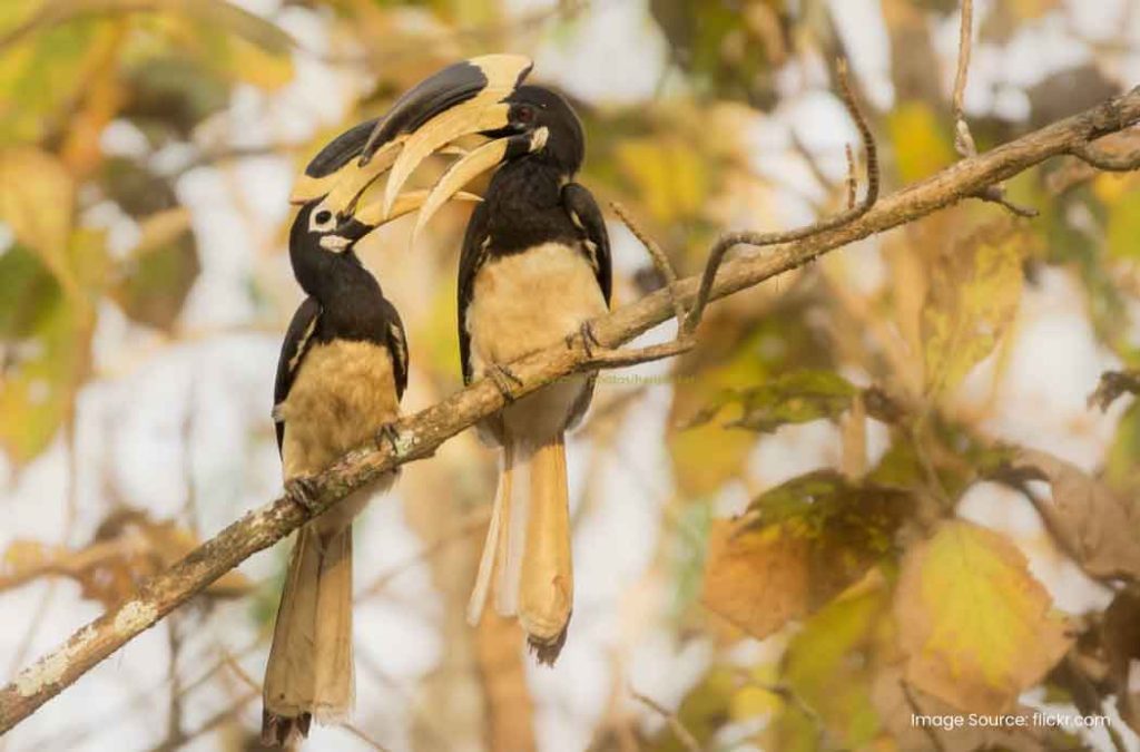 Kali Tiger Reserve is one of the best places to visit in Dandeli.