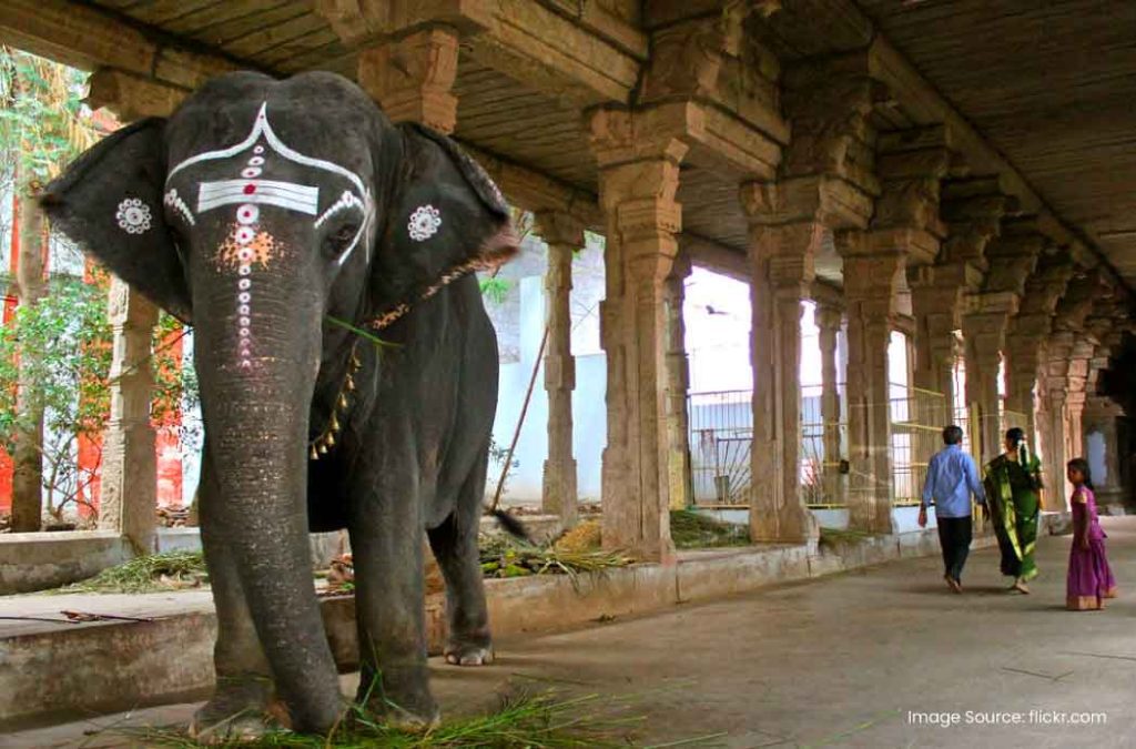 Witness the giant beautifully decorated elephants in Kanthimathi Temple, one of the religious places to visit in Tirunelveli.