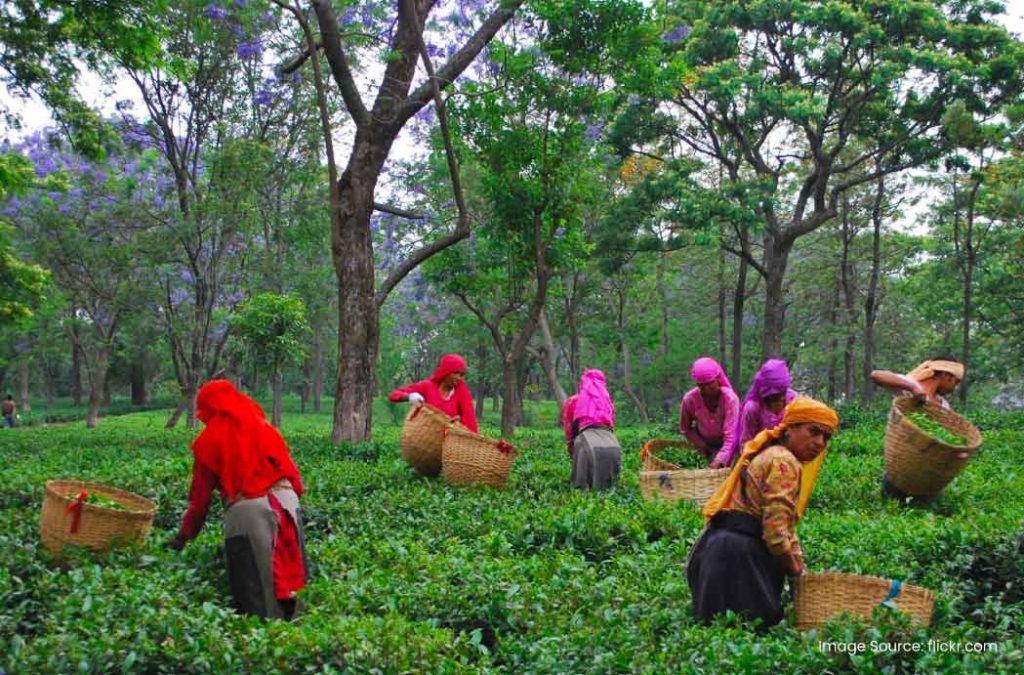 Here are the best places to visit in Palampur for a lovely stay