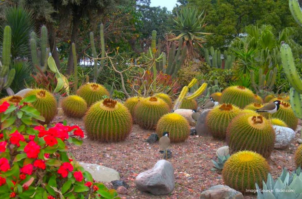 Cactile Garden in Punchkula is one of the famous places to visit in Haryana.