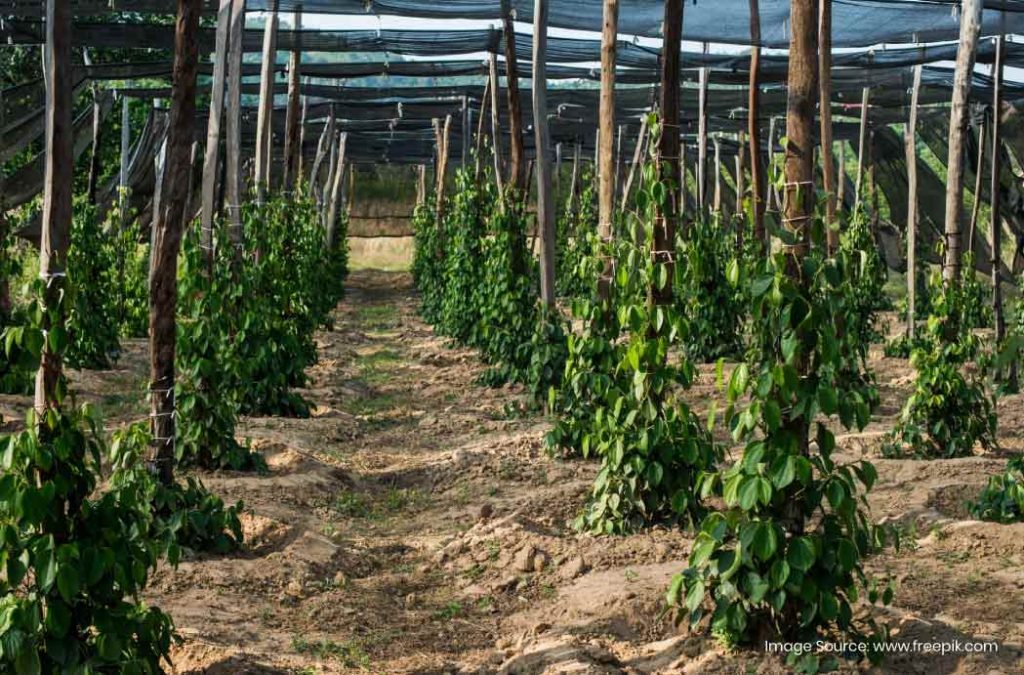 Experience the coffee and pepper plantations while exploring places to visit in Daringbadi.