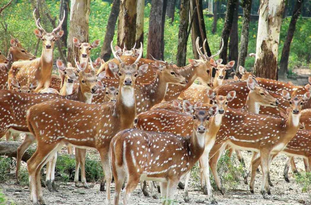 Deer Park is one of the beautiful places to visit in Ludhiana.