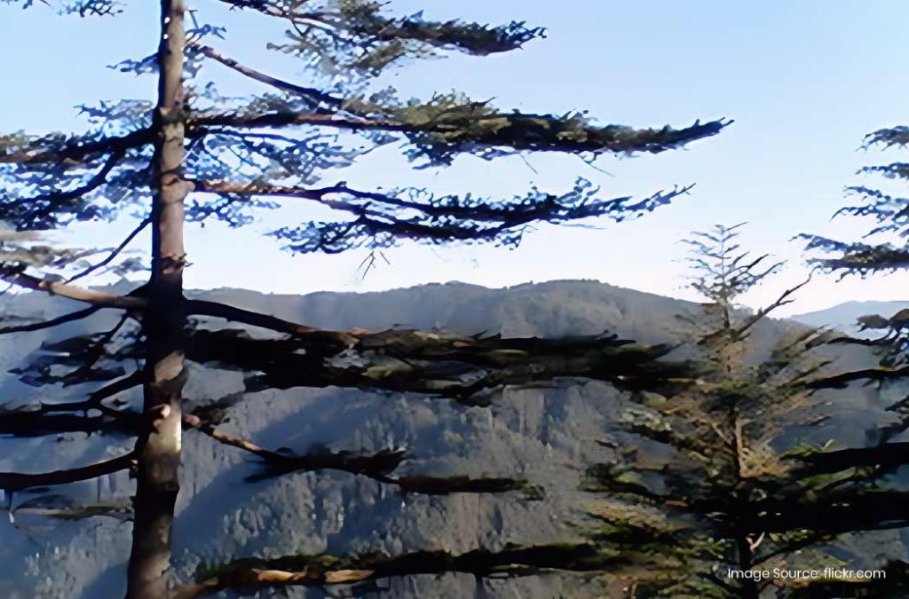 Check out the best places to visit in Kufri for the ultimate getaway