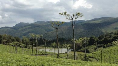 Explore places to visit in Kotagiri.