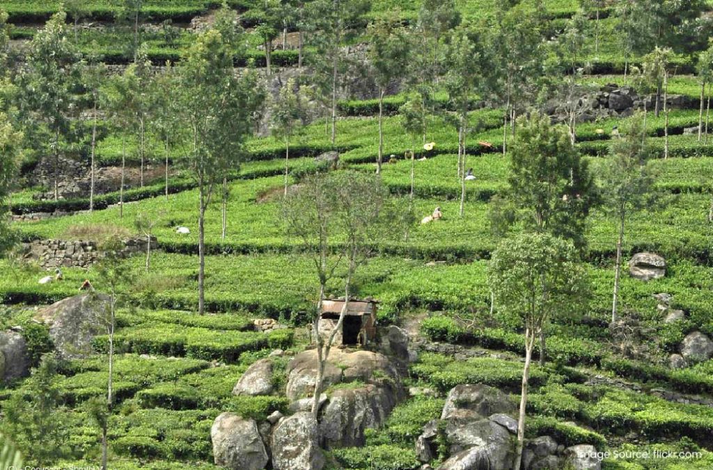 Explore places to visit in Kotagiri.