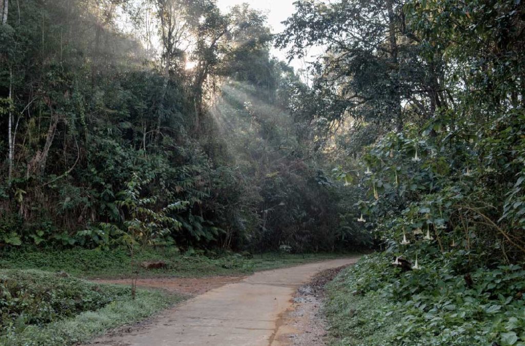 Longwood Shola is one of the best places to visit in Kotagiri.