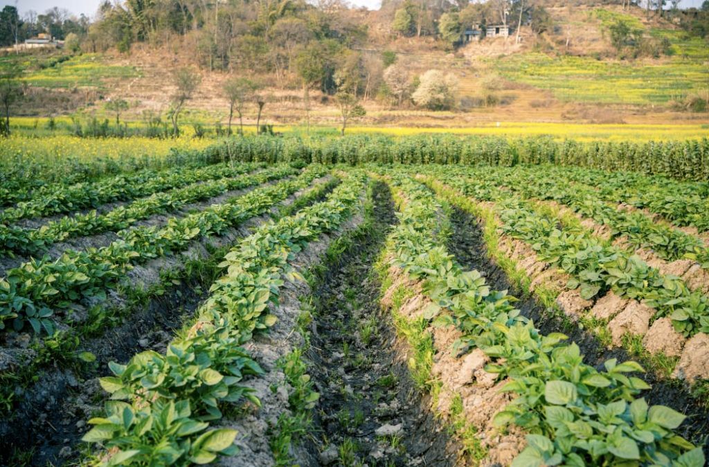 Potato Farms are the best places to visit in Dhanaulti.