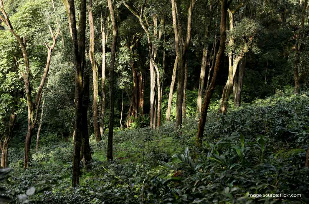 Java Hills Places To Visit in Kushalnagar: Coorg’s Quiet Gem of Beauty