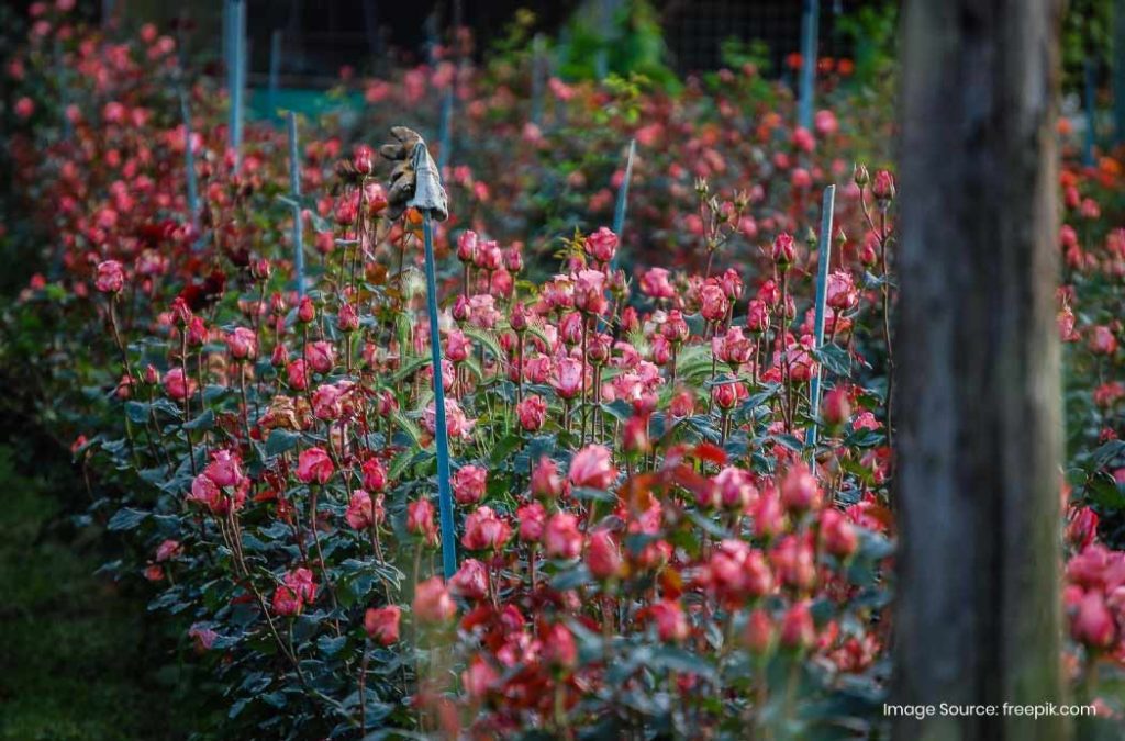 Places to visit in Saputara