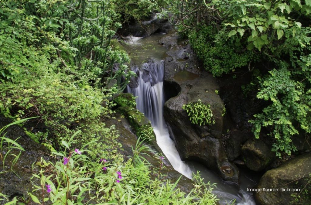 Check out details about Sanjay Gandhi National Park for a soothing time 