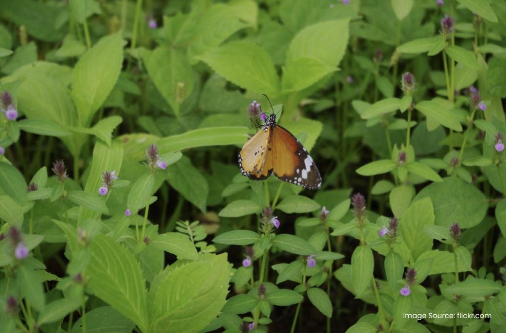 Check out details about Sanjay Gandhi National Park for a great time 