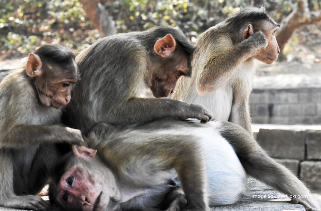 Check out details about Sanjay Gandhi National Park for a soothing time 