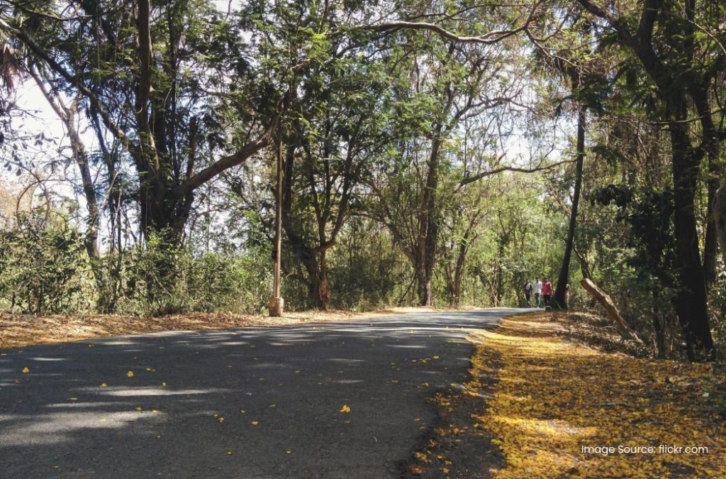Check out details about Sanjay Gandhi National Park for a soothing time 