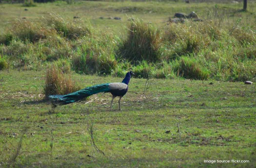 Rajaji Tiger Reserve is one of the beautiful places to visit near Har Ki Pauri, Haridwar.