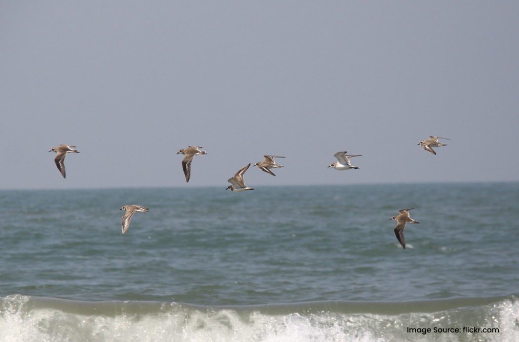 Betalbatim Beach holds a mythological significance for Goan culture.